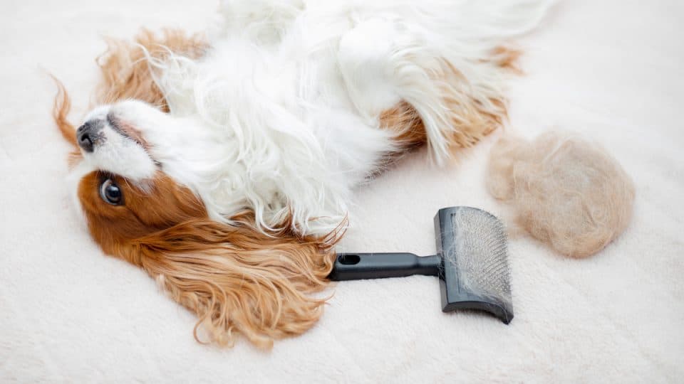 Dog pet Cavalier King Charles Spaniel is basking on the bed after brushing with an animal brush