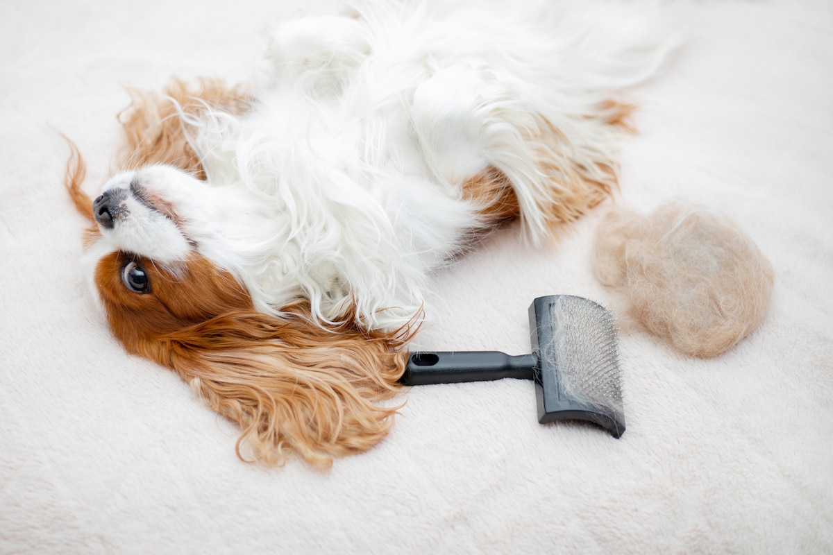 Best Dog Brushes | 11 Picks for Everyday Grooming for Every Kind of Pup