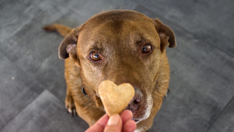 Adult dog getting a heart-shaped treat