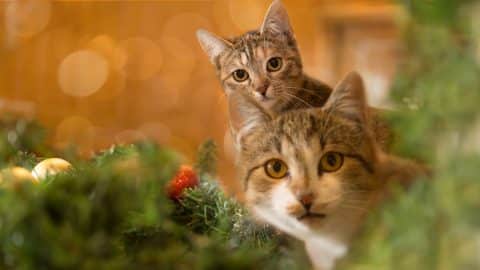 two young cats looking surprised into camera, surrounded by garland