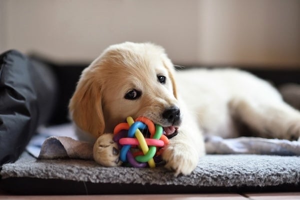 Golden retriever puppy chewing toy while lying on den