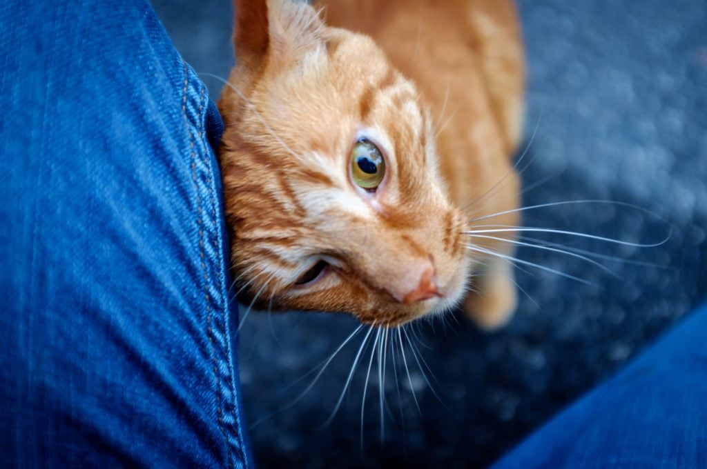 Friendly pet Ginger tabby cat wants attention