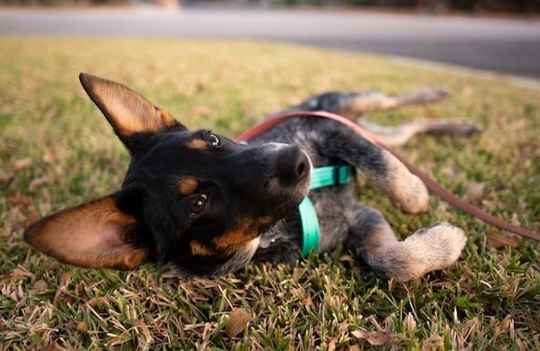 Curious dog laying on grass