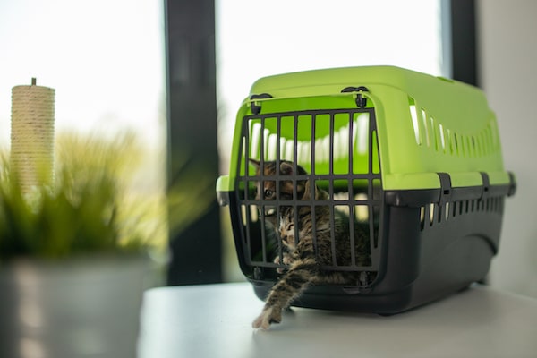 One cute kitten closed in plastic pet carrier in living room on table