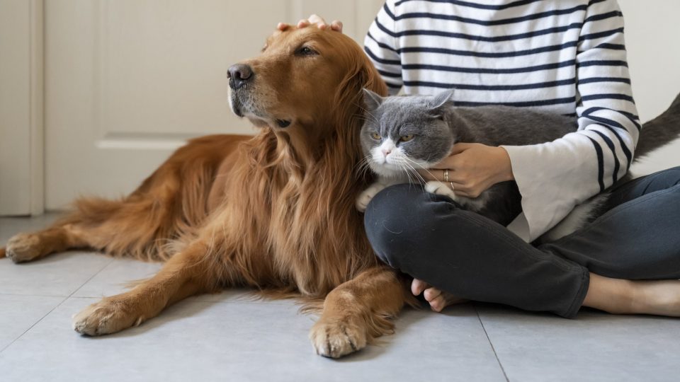 Golden Retriever and British Shorthair cat with their parent