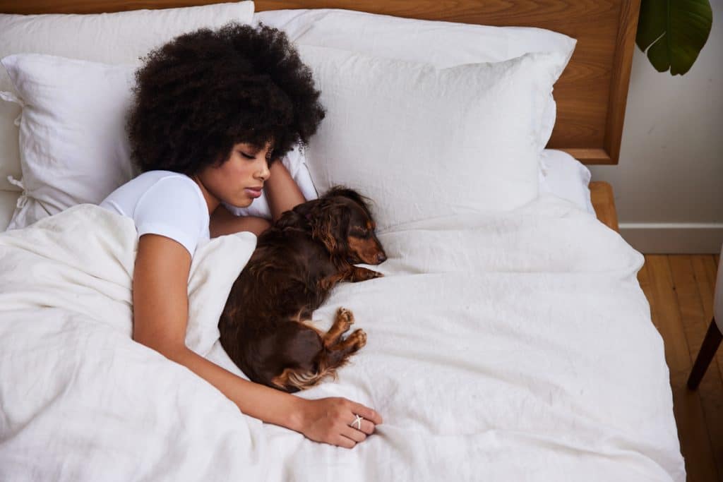 Young woman and her cute little dachshund cuddling in bed together in the early morning