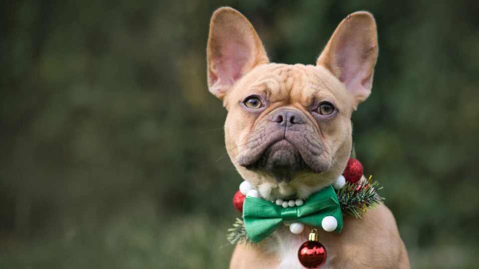 French Bulldog in wreath Christmas collar