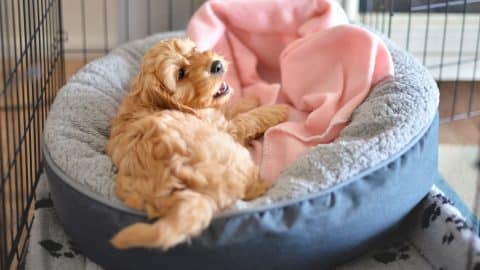 Cockapoo puppy in bed in wire crate