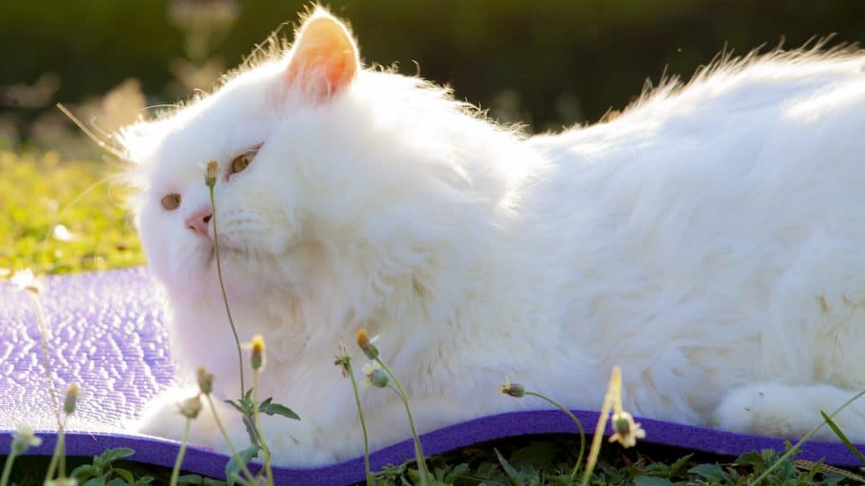 White Persian cat on mat in sunshine