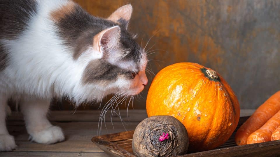 Fluffy tortoiseshell cat sniffs a pumpkin lying on a wooden tray with other vegetables with interest
