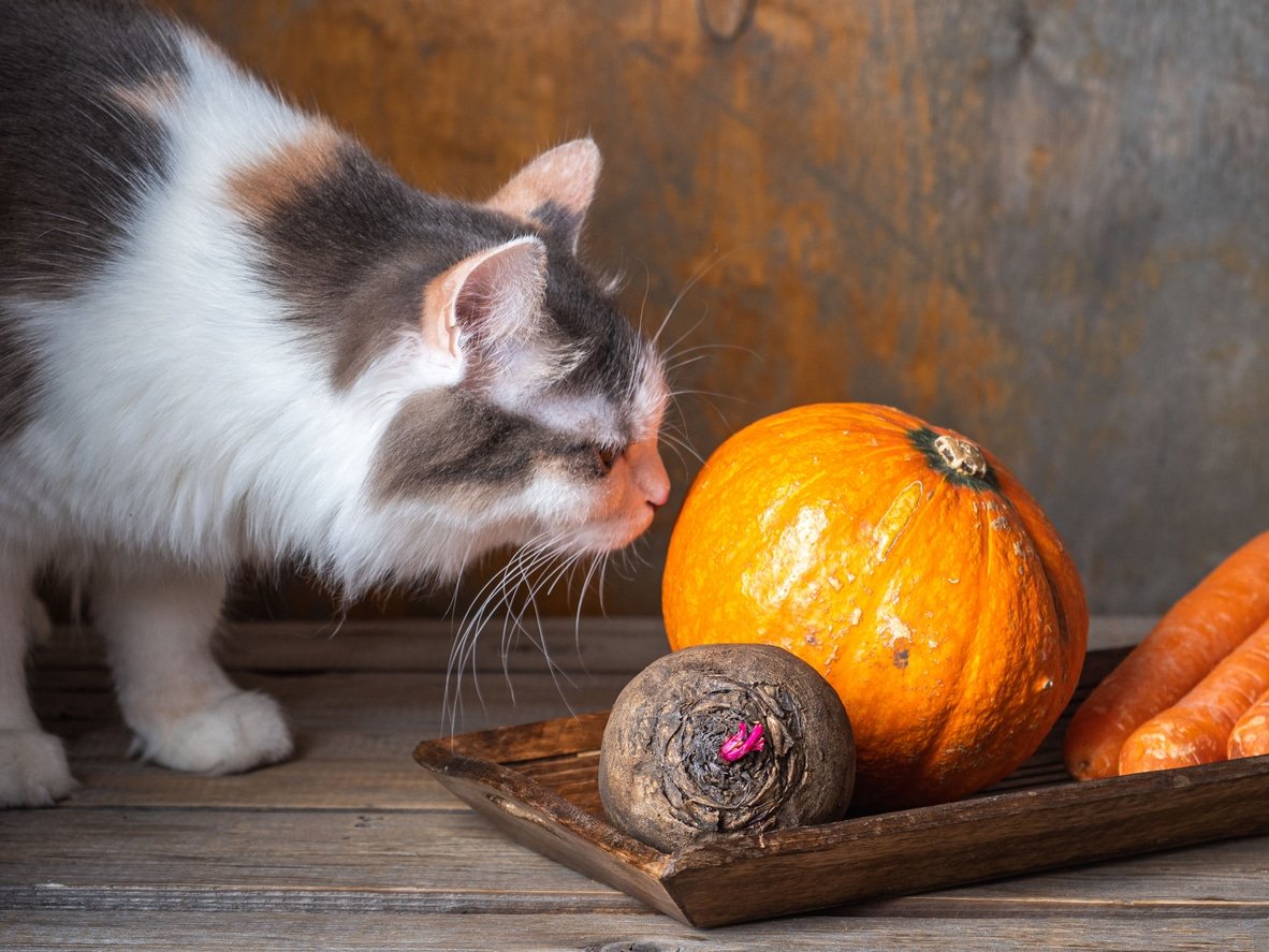 Can Cats Eat Pumpkin Stems