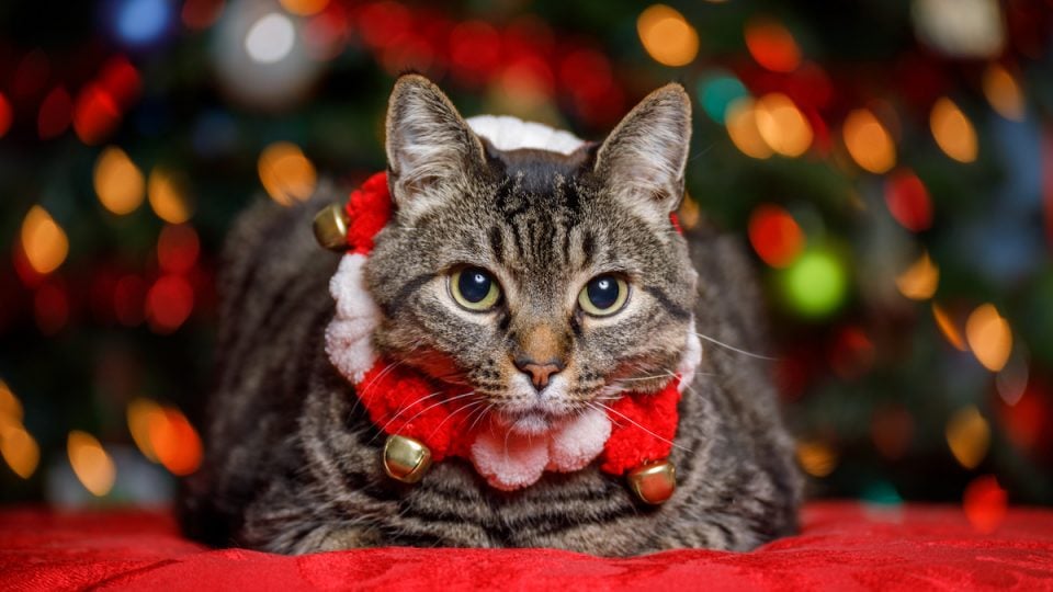 Cat in fancy holiday collar