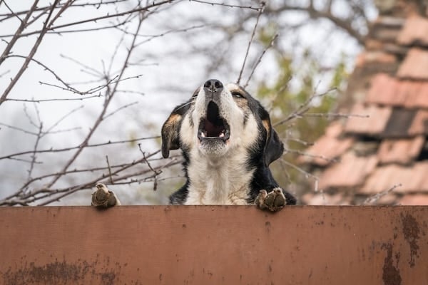Dog barking over a fence
