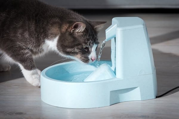 Domestic cat drinks water from water dispenser