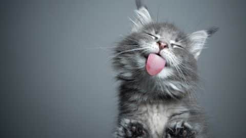 Grey kitten licking screen
