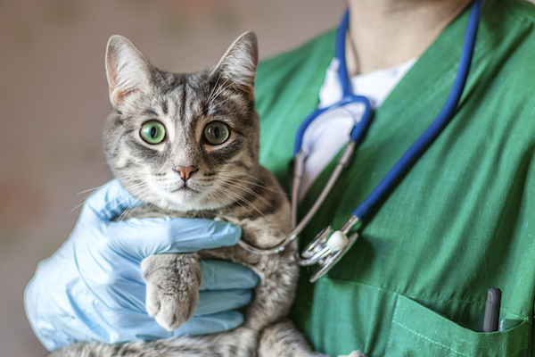 cat being held by vet with stethoscope 