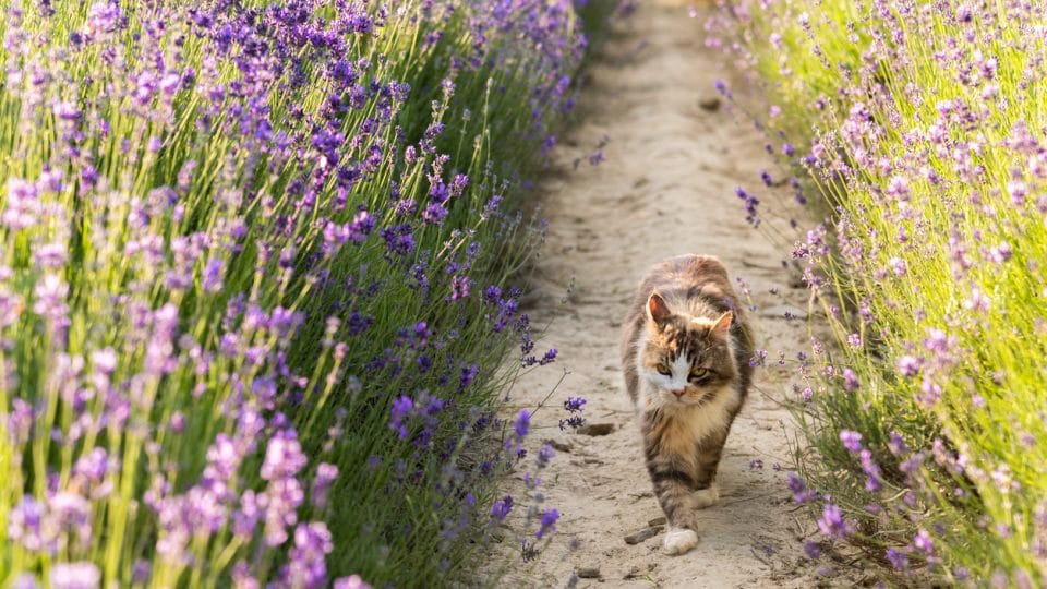 Long-haired cat with yellow eyes walking in lavender field