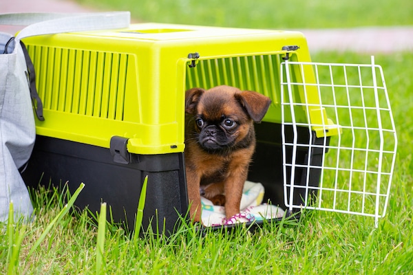 Brown cute Brussels Griffon puppy sitting in a plastic dog carrier outdoors
