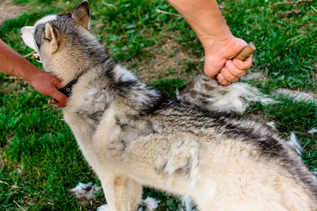 Combing a Siberian Husky who is shedding a lot