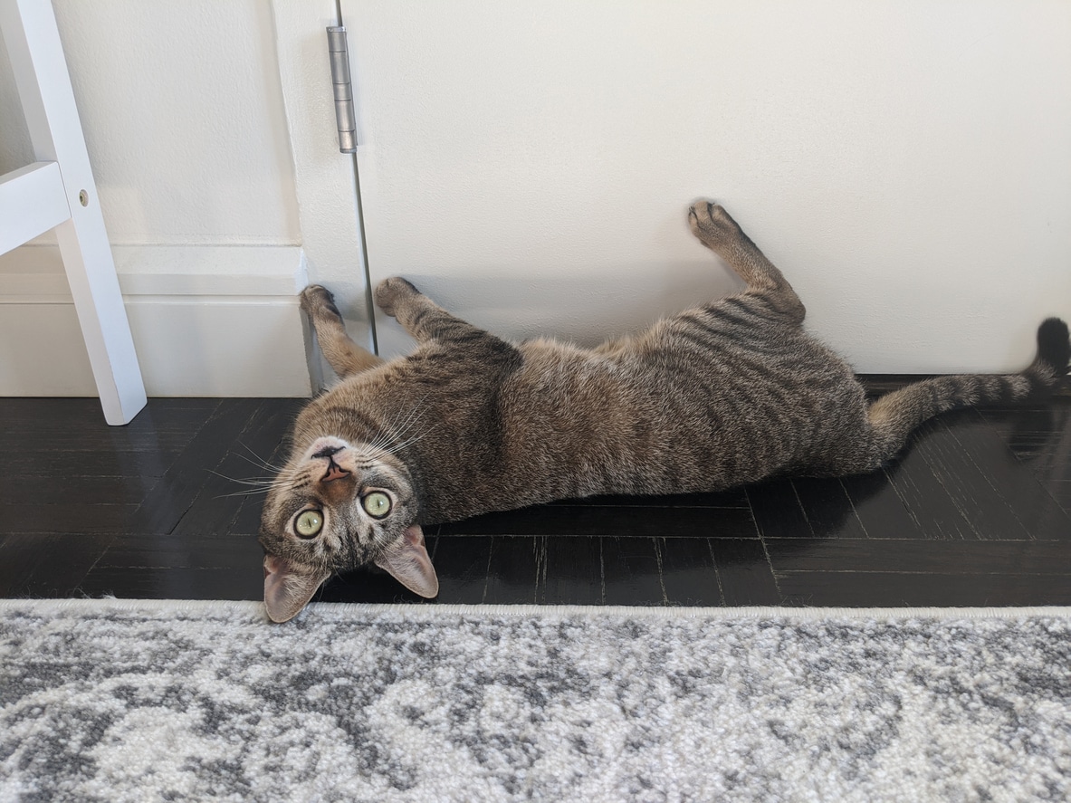 Curious cat is lying upside down and looking at camera with his feet on a door