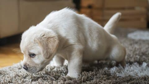 Small white puppy pees on carpet indoors
