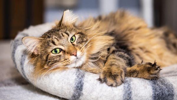 A happy long haired brown tabby cat is relaxing on a felt cat bed at home holding his paws crossed