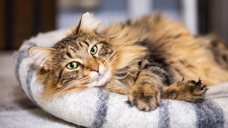 A happy long haired brown tabby cat is relaxing on a felt cat bed at home holding his paws crossed