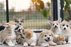 group of corgi puppy dogs lying, relaxing and sleeping in summer sunny day