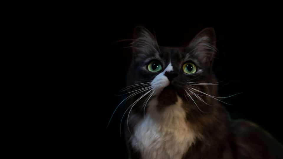 a black and white cat looks up in the dark