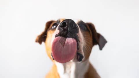 Dog with licking tongue, close-up view, shot through the glass