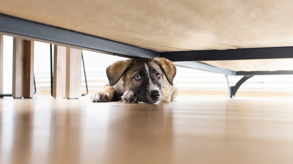 Cachorro escondido bajo el sofá con mirada culpable