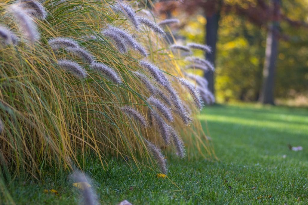 Pennisetum alopecuroides hameln cultivated foxtail fountain grass growing in the park