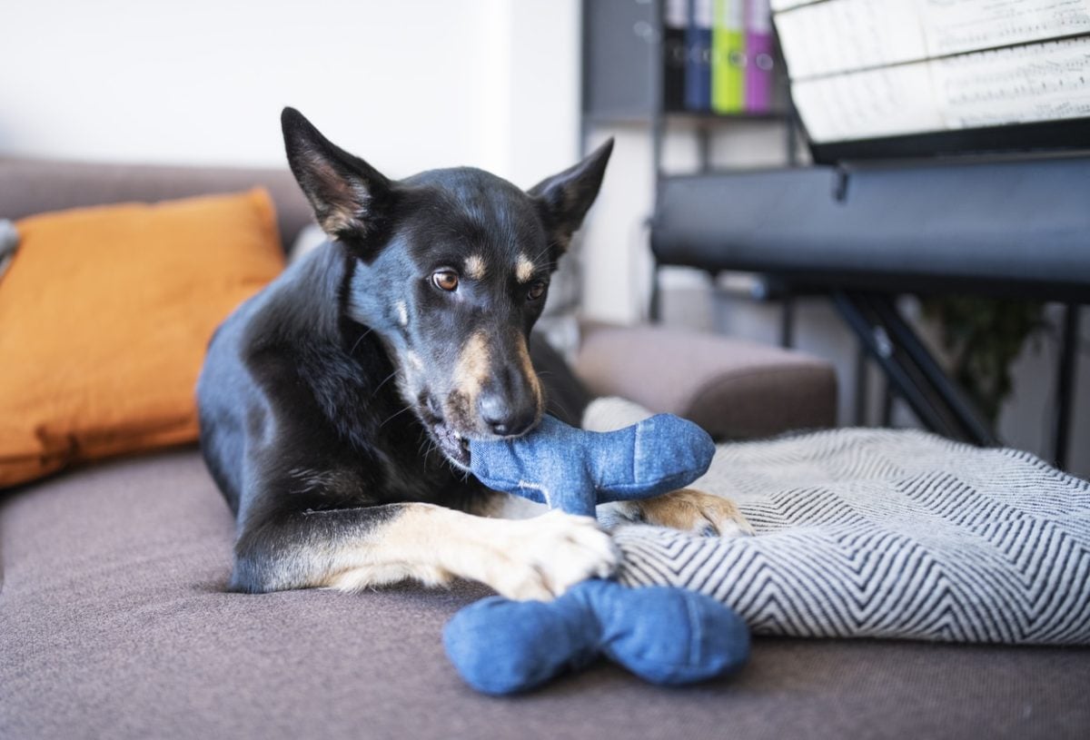 dog relaxing on the sofa while playing with a plush toy