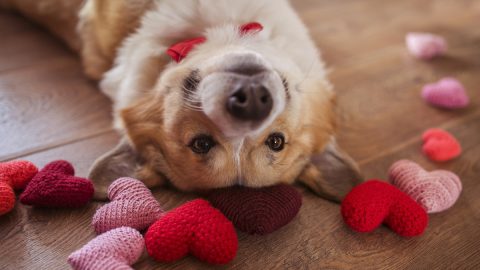 Corgi smiles upside down from floor, surrounded by crochet hearts