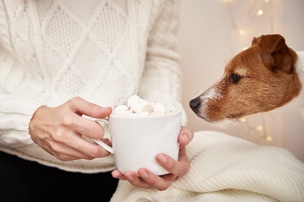 Dog sniffs mug with marshmallow in a woman's hands