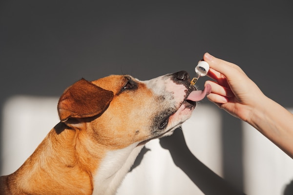 Dog licking medicine from dropper