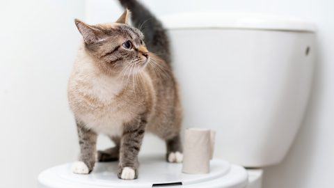 Cat standing on the toilet lid next to toilet paper