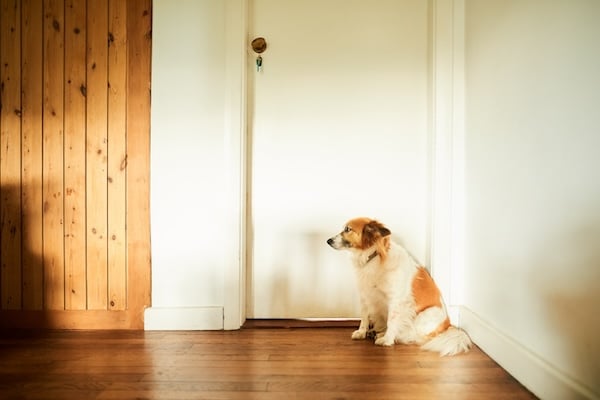 Dog sitting by door looking forlorn