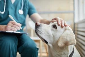 Close up of white Labrador dog at vet clinic with male veterinarian stroking his head