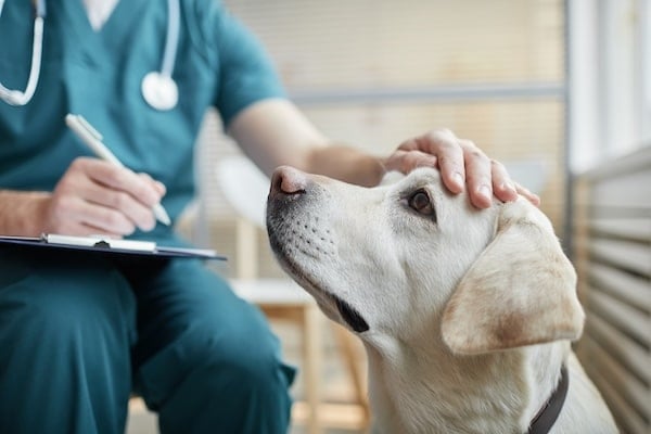 Close up of white Labrador dog at vet clinic with male veterinarian stroking his head