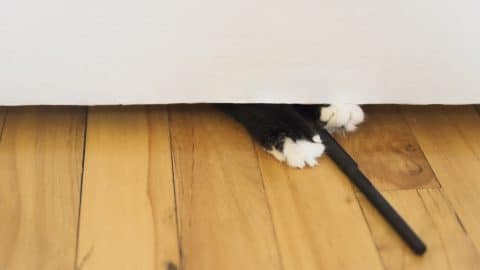 Cat's paw playing with pen under a door.