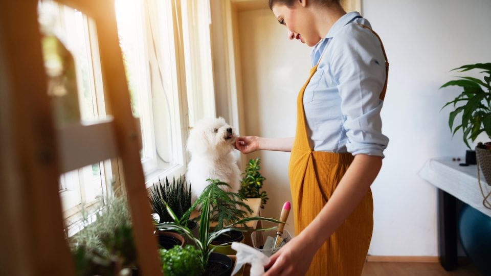 Young woman spraying her plants while her dog makes her company.