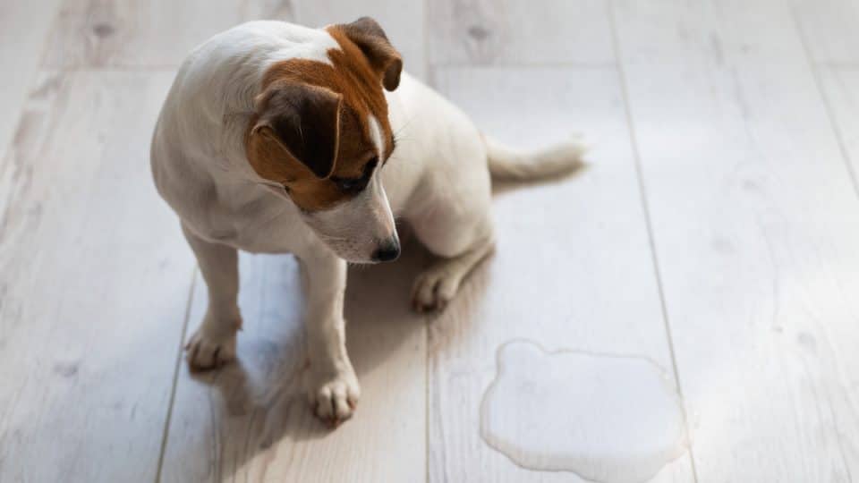 Puppy looking at puddle on hardwood floor