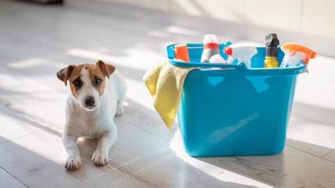 Dog sitting on sunny floor next to bucket of cleaning supplies