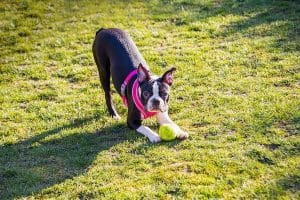 Boston Terrier puppy wearing a pink harness in a playful bow
