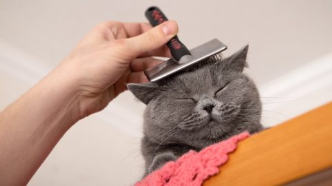 cute grey kitty getting its head brushed