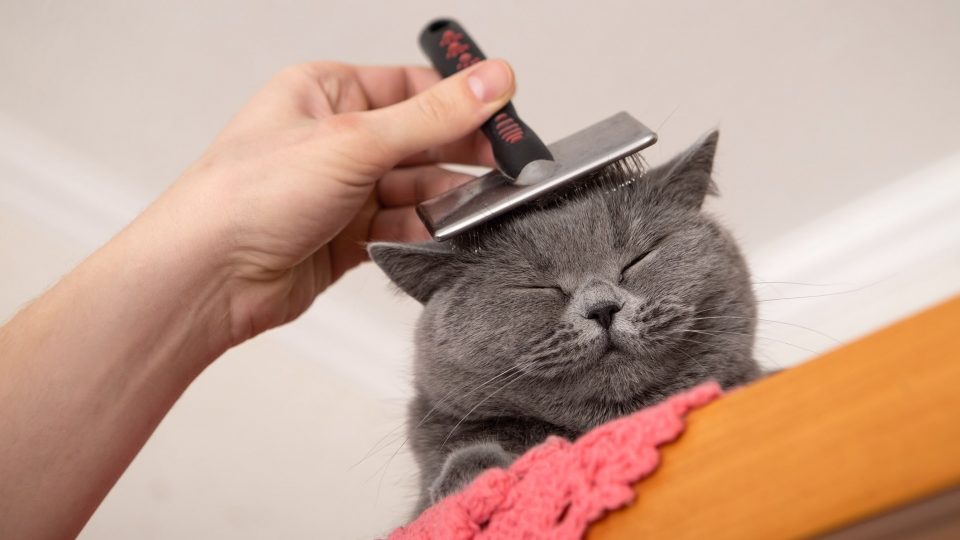 How to Groom a Cat Step by Step Advice to Keep You Both Happy
