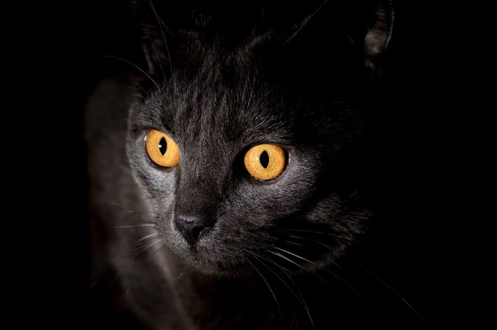 Grey Chartreux cat looks out in the night