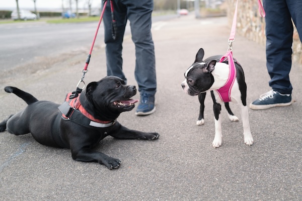 Two happy dogs meeting on the sidewalk