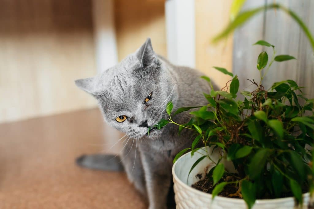 Smokey gray shorthair cat nibbles on a green potted plant in the living room